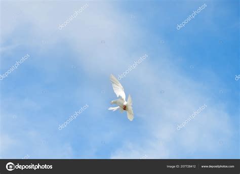 White Dove Symbol Peace Stock Photo by ©feanaro 207728412