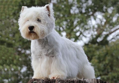 West Highland Terrier Dogs For Sale Scotland - Janeesstory