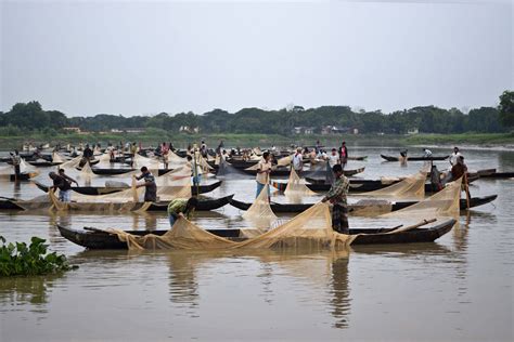 Fish eggs return to Bangladesh’s Halda River following conservation efforts