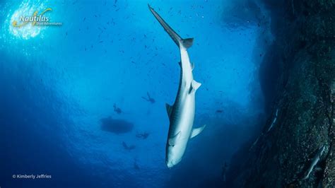 Socorro Island: Giant Mantas, Sharks, Dolphins. 20-28 June 2024