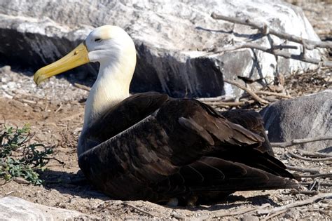 Waved Albatross – "OCEAN TREASURES" Memorial Library