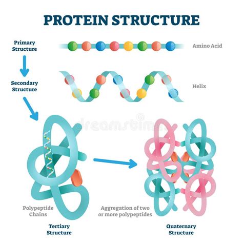 Levels of Protein Structure from Amino Acids To Complex of Protein Molecule Stock Vector ...