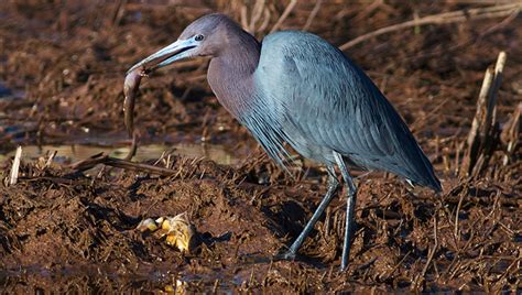 Little Blue Heron : Minnesota Breeding Bird Atlas