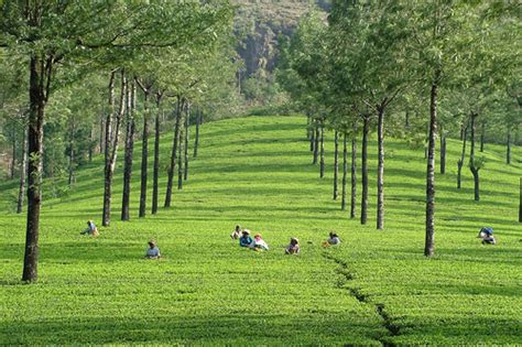 Munnar Hill Station, Munnar Hill Station Tour & Travel Information