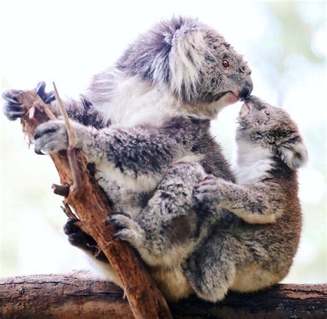 Pin by Kimberly Vredeveld-Parson on Koalas! | Cuddly animals, Baby ...