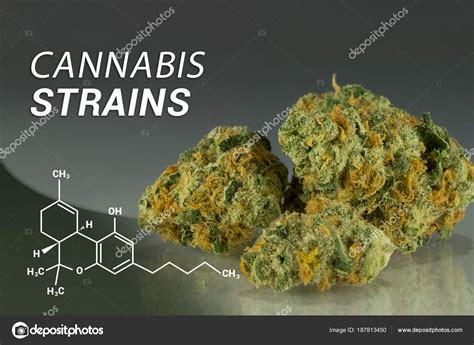 Cannabis Strains | Marijuana Strains | Medical Marijuana | Cannabis — Stock Photo © techsors ...