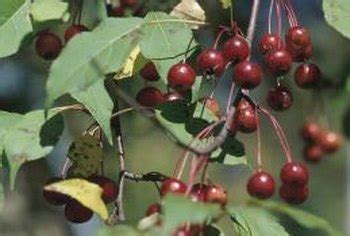 Cherry Tree Leaf Identification | Home Guides | SF Gate