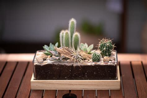 How To Make A Mini Cactus Garden