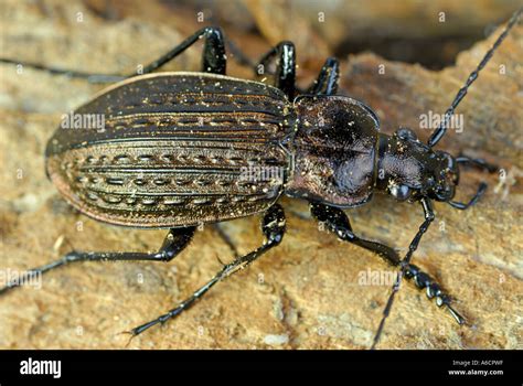 Top view of Common Black Ground Beetle Stock Photo - Alamy