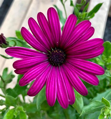 Plant of the week: Osteospermum Tresco Purple