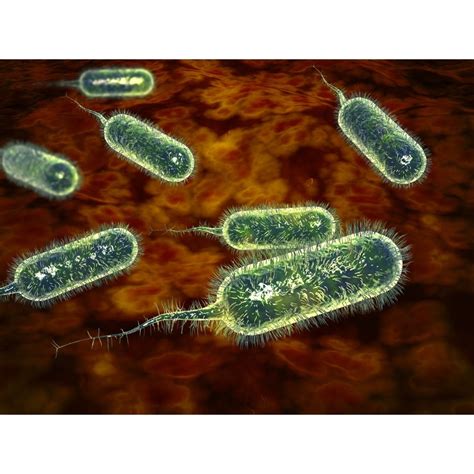 Group of vibrio cholerae bacteria which causes cholera Cholera is an ...