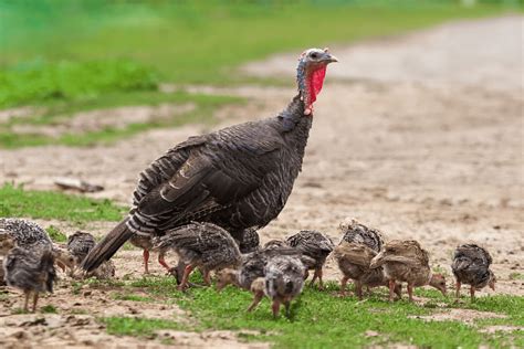 Hatching Poults With a Broody Turkey Hen | Meyer Hatchery Blog