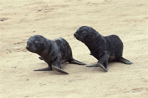 Cape fur seal pups - Stock Image - C029/2211 - Science Photo Library