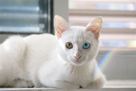 cat, Heterochromia, Animals, Pet Wallpapers HD / Desktop and Mobile Backgrounds