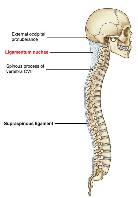 Ligamentum Nuchae – Earth's Lab