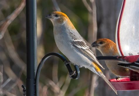 The Female Pine Grosbeak • Into the Light Adventures Bird Photography