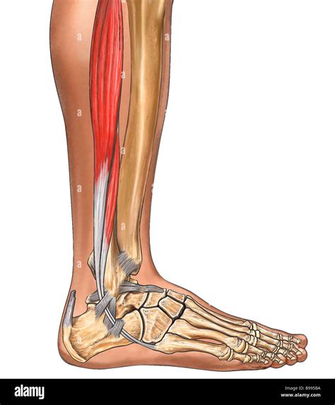 Leg Tendon : Upper and lower leg, three views - creditonlineacceptvisacreditcard