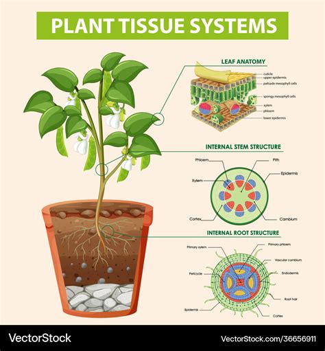 Diagram showing plant tissue systems Royalty Free Vector