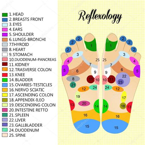 Foot reflexology chart Stock Illustration by ©adrenalina #53367891