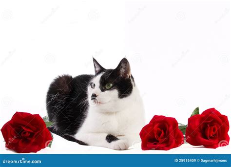 Black and White Cat with Red Roses Stock Image - Image of european, shorthair: 25915409