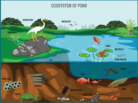 Ecosystem of pond vector illustration 18892001 Vector Art at Vecteezy