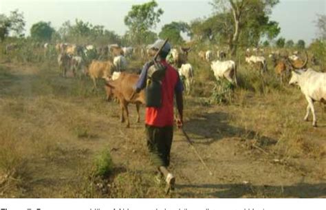 Anyuak Terrorists attacked Makot Kebele, rustled cattle. – Gambella Vision