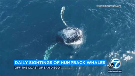 SoCal humpback whale sightings increasing - ABC7 Los Angeles