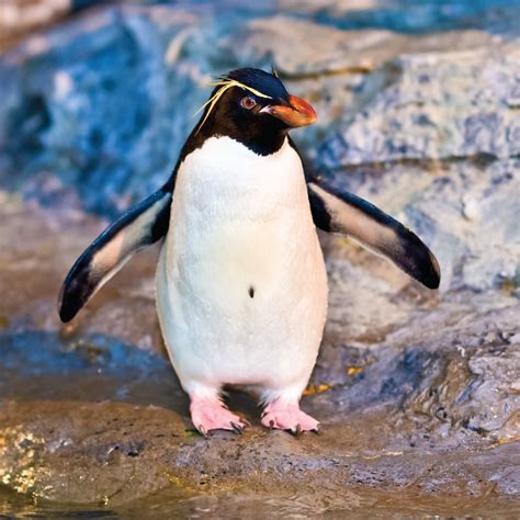 Southern Rockhopper Penguin | Saint Louis Zoo