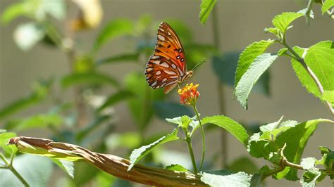 Butterfly Garden » Montezuma Gardens - Hotel, Bed and Breakfast, and ...