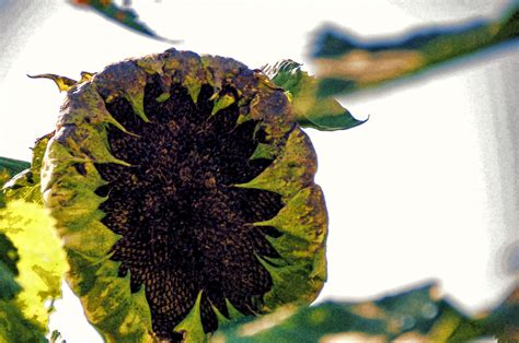 Withered Sunflower Free Stock Photo - Public Domain Pictures