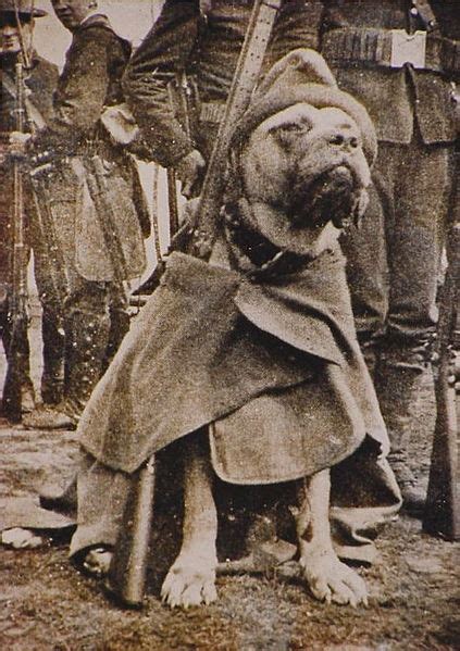 Sgt. Stubby, the Most Decorated US Military Dog, Would Be Banned from Bases Today