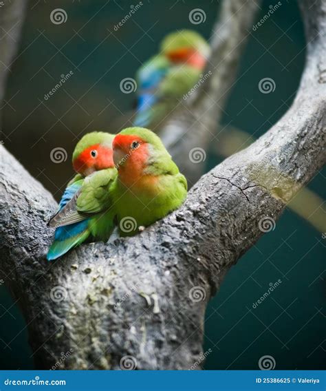 Rosy-faced Lovebirds stock image. Image of lovebird, roseicollis - 25386625