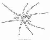 Giant House Spider Coloring Page For Kids  Free Spiders Printable sketch template