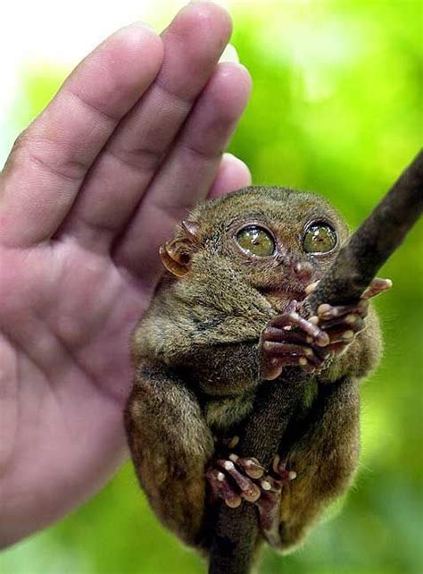 a small brown animal sitting on top of a tree branch in someone's hand