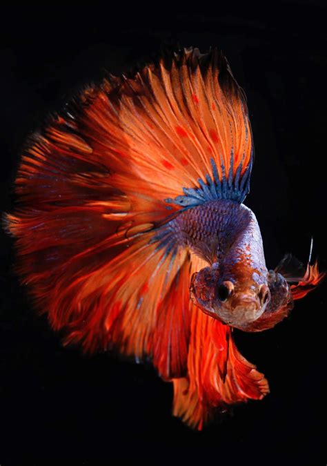 Betta Tank, Fish Tank, Animals Images, Animal Pictures, Jellyfish Pictures, Photos Of Fish, Neon ...