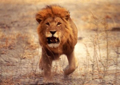 Lion Encounter | AfricaHunting.com