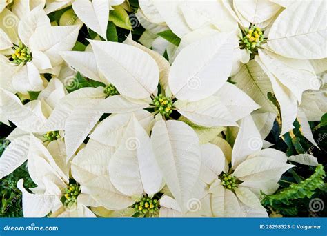 White poinsettias stock image. Image of bloom, merry - 28298323