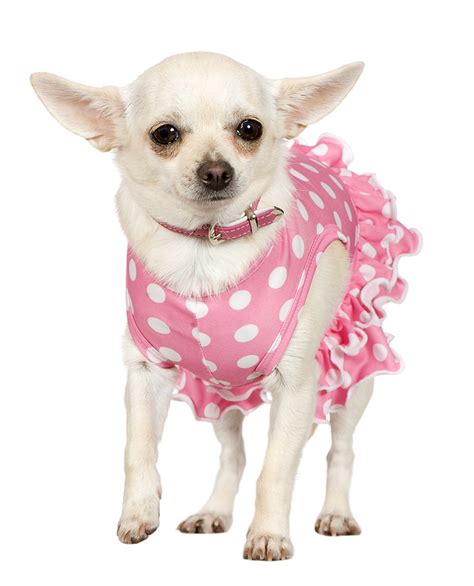 Chihuahua Dresses | Cute Dresses For Small Dogs - Chihuahua Wardrobe