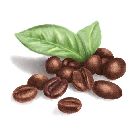 Coffee Beans Illustration on Behance