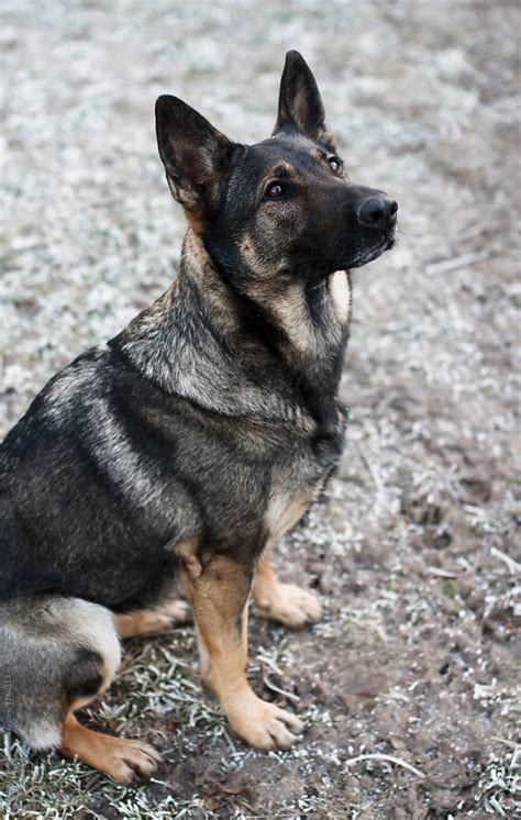 "Sable German Shepherd Dog" by Stocksy Contributor "Dobránska Renáta ...