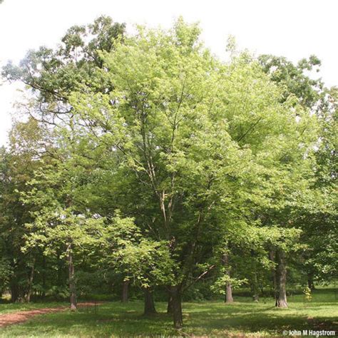 Silver Maple Trees for Sale at Arbor Day's Online Tree Nursery - Arbor Day Foundation