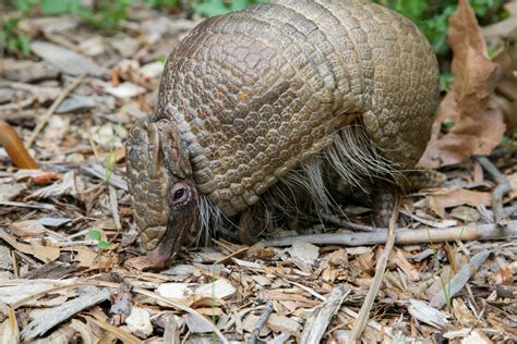 Southern three-banded armadillo - Zoo Atlanta