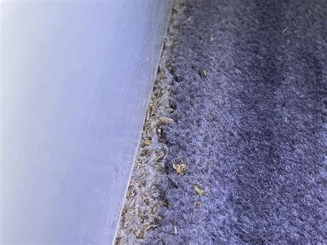 Signs of carpet beetles - little bugs can do a lot of damage