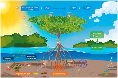 Mangroves: “Superhero” Ecosystems · Frontiers for Young Minds