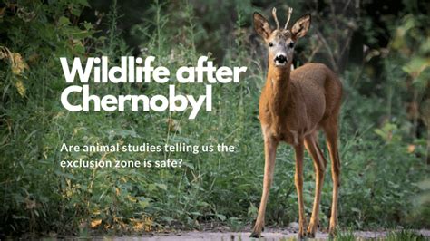 What happened to wildlife after Chernobyl? :: Understanding Animal Research