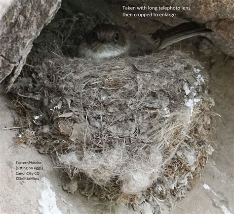 Nesting Eastern Phoebe, sitting on eggs in Canon City