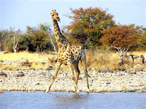 Drinking giraffe — Stock Photo © thoron77 #2236510