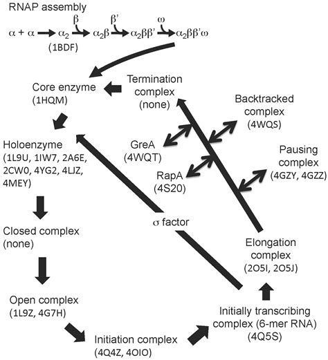 Rna Polymerase In Prokaryotes