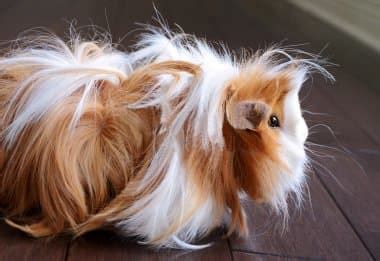 How Do You Care for a Long-Haired Peruvian Guinea Pig? - PetHelpful