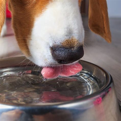 A No-Spill Dog Water Bowl Keeps Floors Cleaner | Mess-Free Dog Bowls